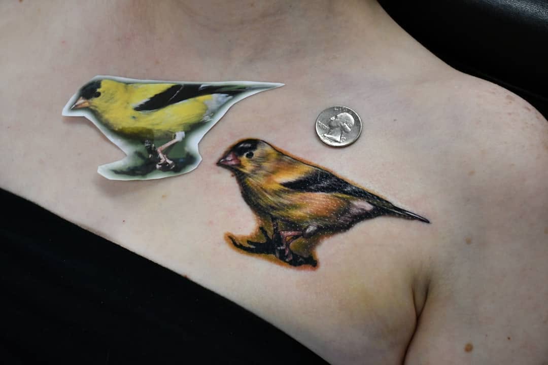 Animal, 새, 공작, 참새, 펭귄, 앵무새, 벌새, 제비