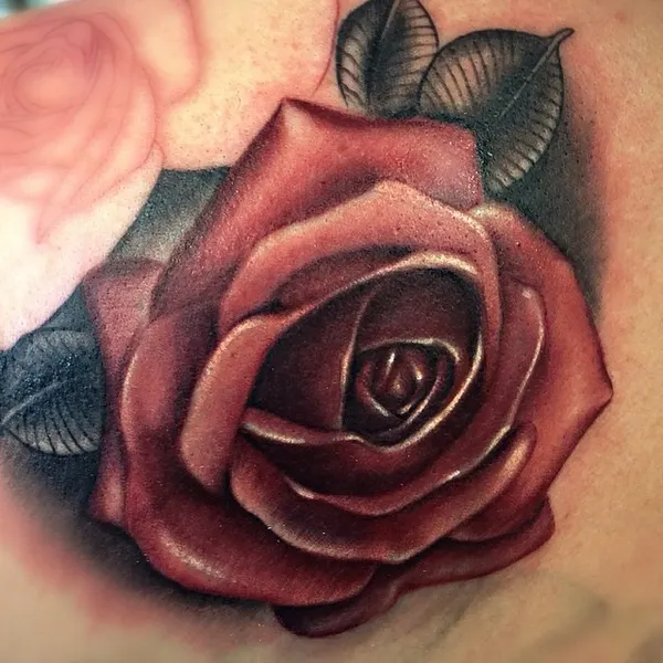 Flower, Rose, Nature