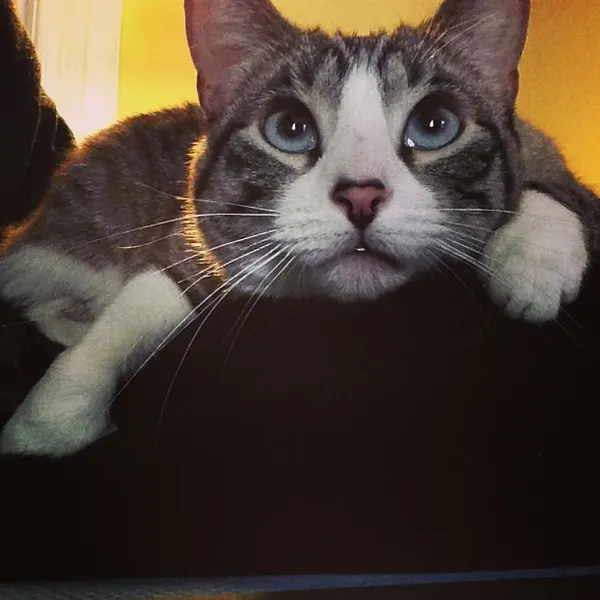 Animal