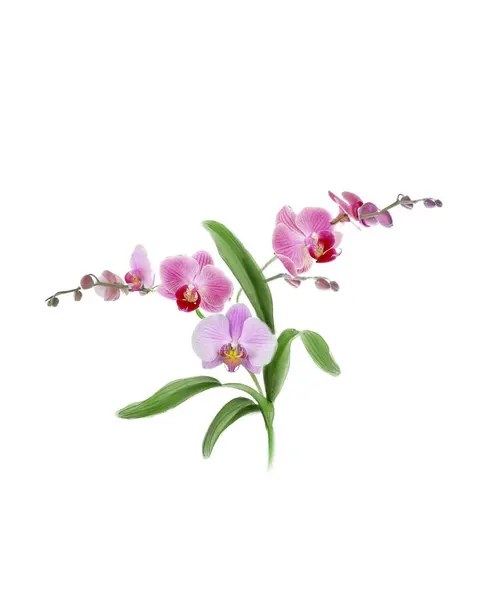Flower, 난초