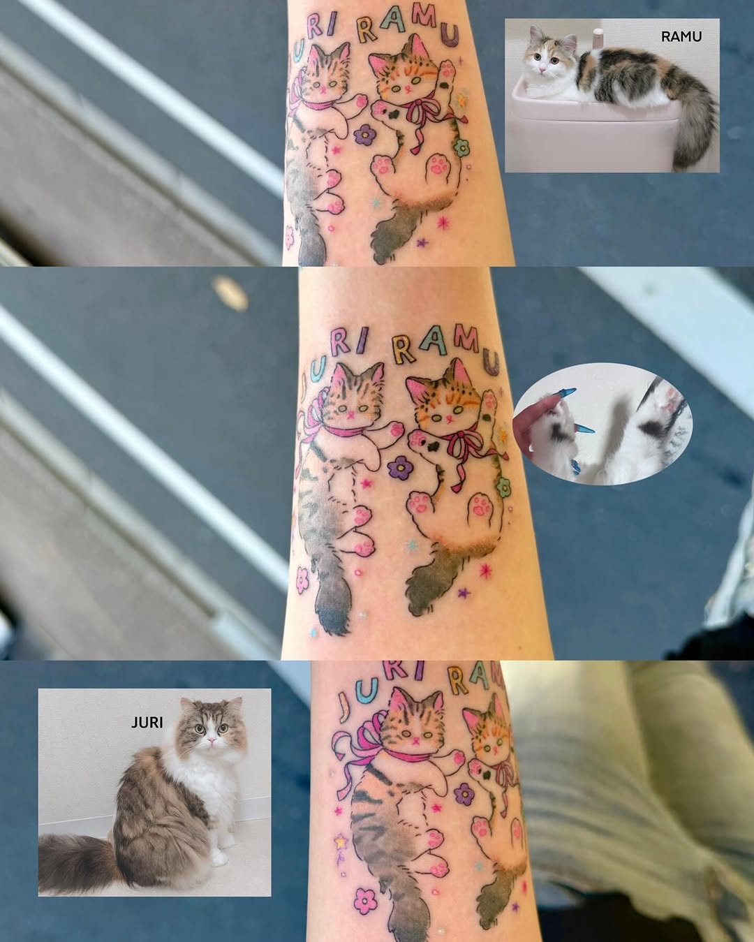 Animal