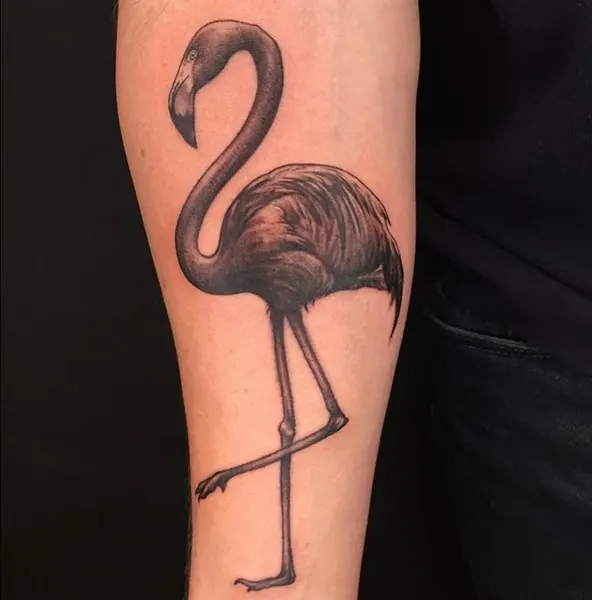 Flower, Animal, 백조, 플라밍고