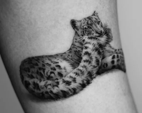 Animal, 표범, 치타