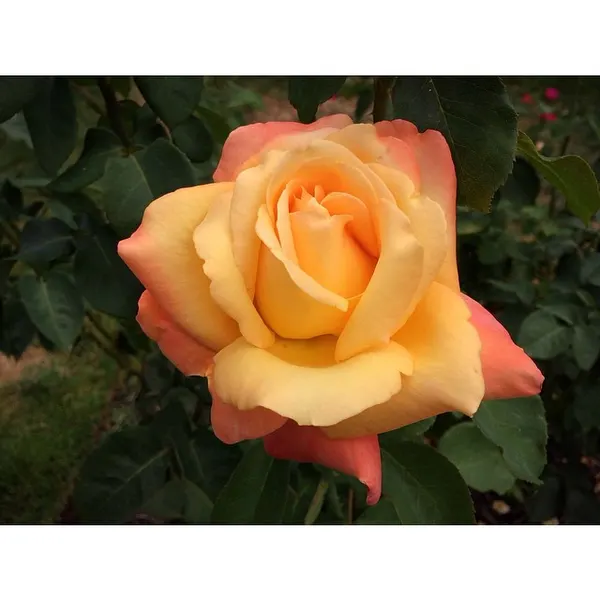 Flower, Rose, Nature