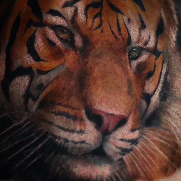 Tiger, 중국 호랑이