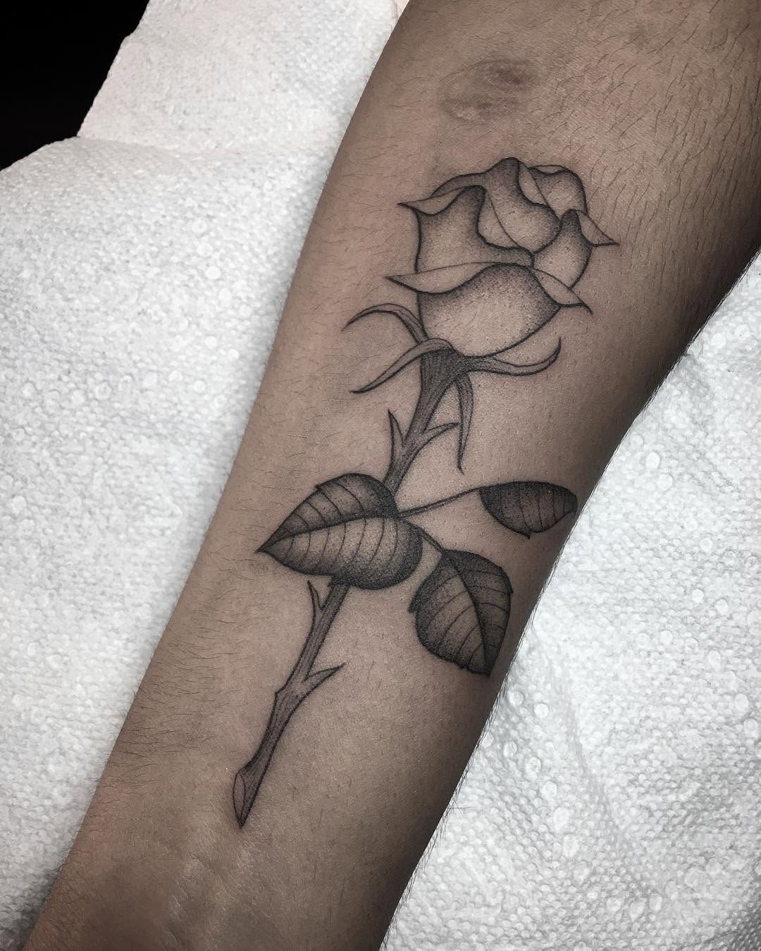 Flower, Rose, Nature