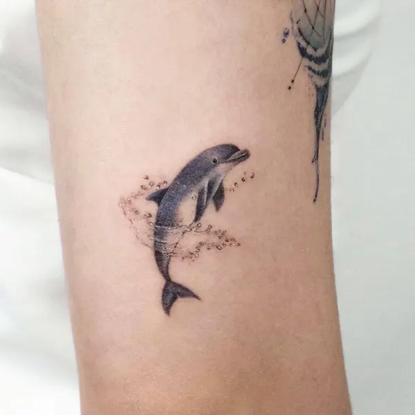 잉어, 물고기, 돌고래