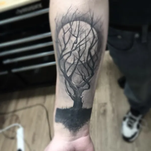 Nature, 뿌리, 숲, 나무, 덩굴, 소나무