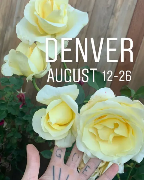 Flower, Rose, Nature