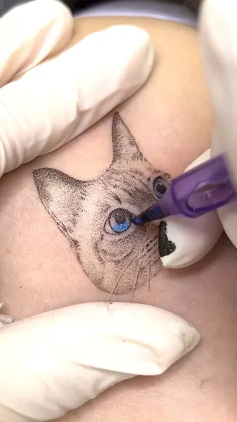 고양이