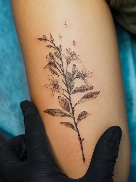 Flower, 풀, 허브, 고사리, 올리브 가지