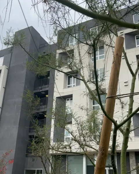 제비, 비둘기, 벌새