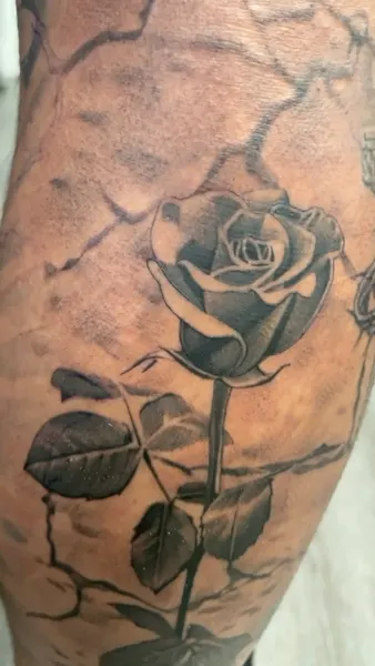 Flower, Rose, Nature