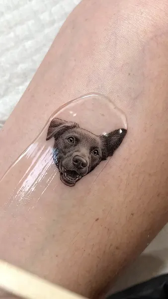 돼지, 나무늘보, 고슴도치