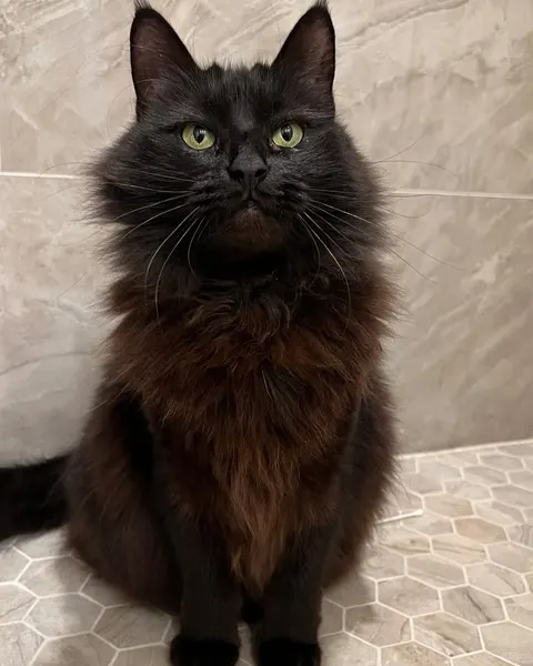Animal