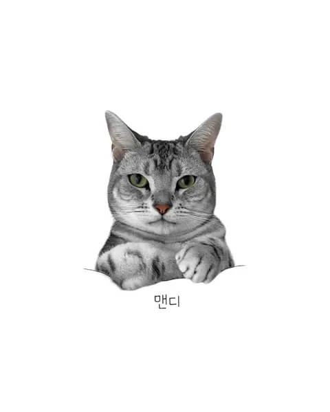 고양이