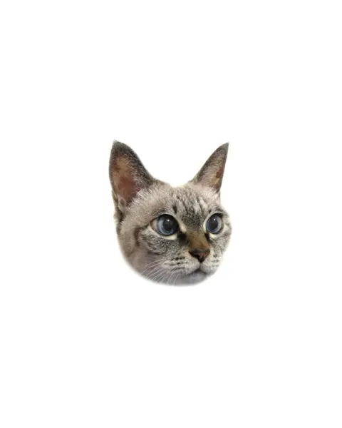 고양이, 여우 가면