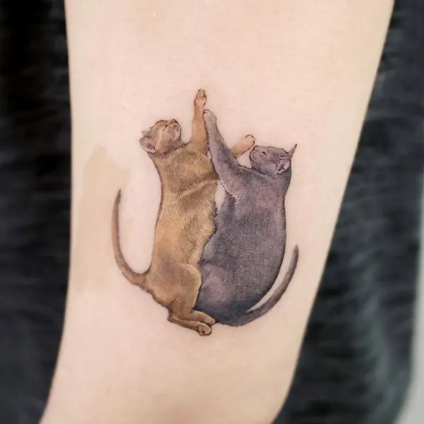 고양이