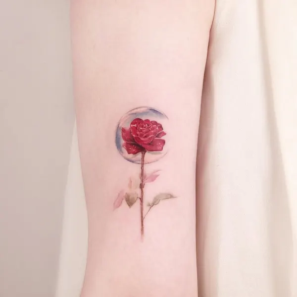 Flower, Rose, Nature