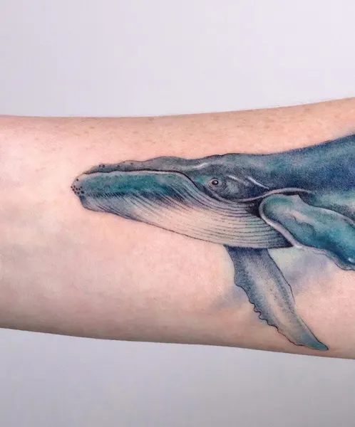 Nature, 돌고래, 고래, 상어, Animal