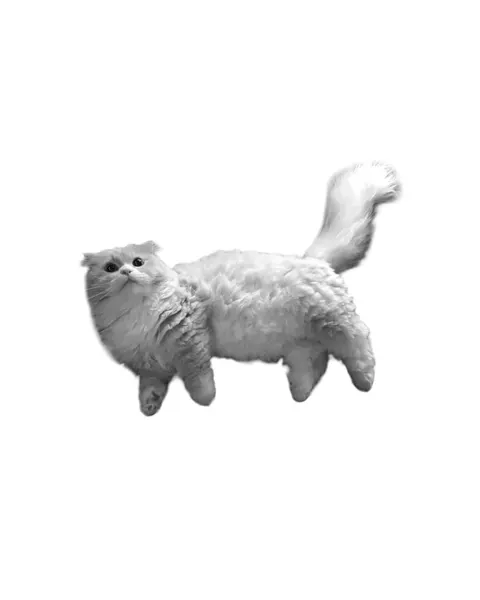 Animal, 고양이, 반려동물