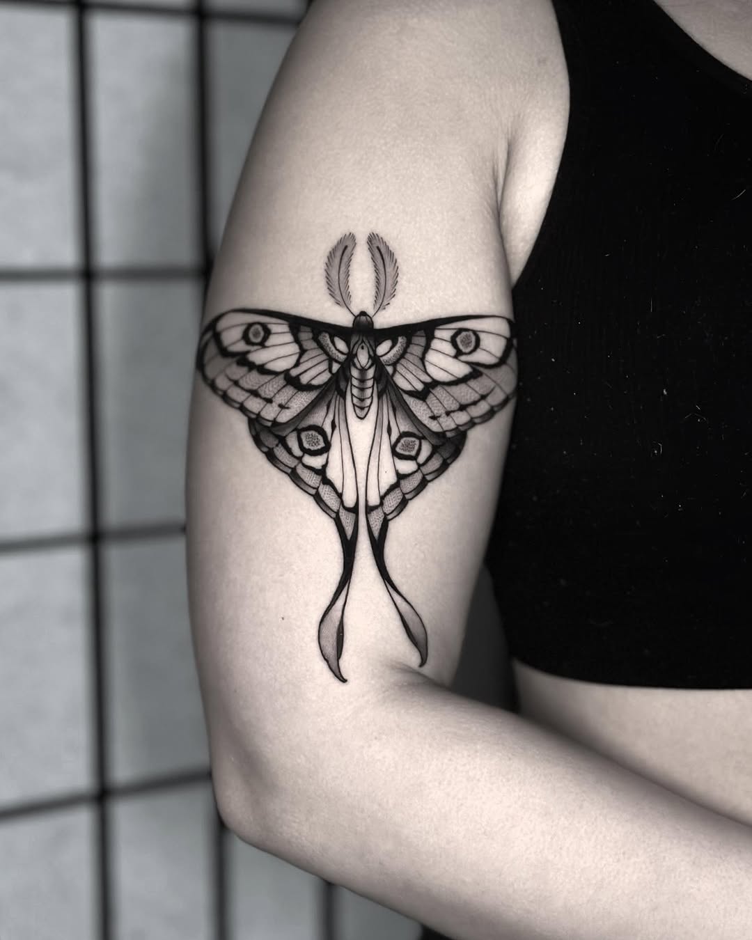 Animal, Nature, 나방