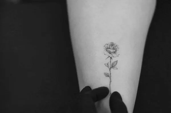 Flower, Rose