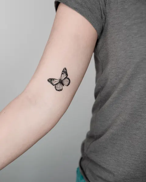 Animal, Nature, 나비