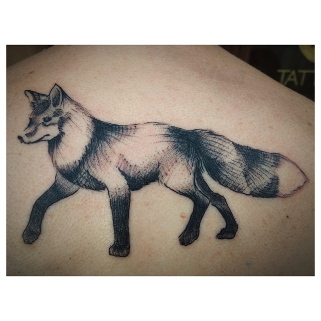 Animal, 여우, 너구리