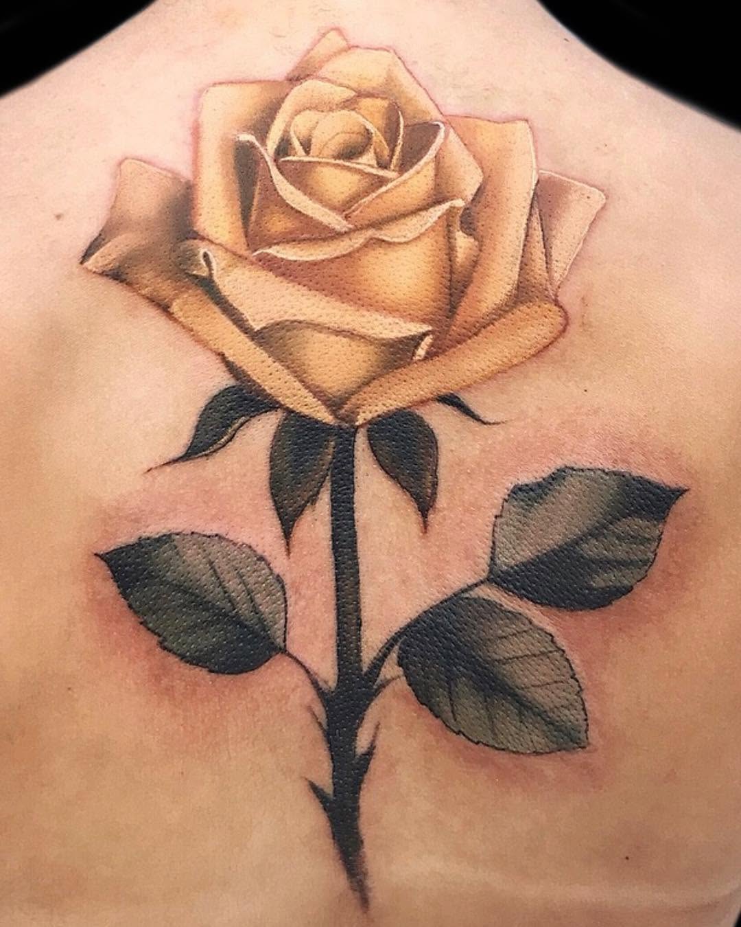 Flower, Nature, Rose