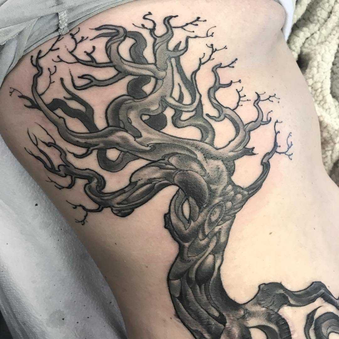 Nature, 뿌리, 나무, 일본 단풍, 소나무