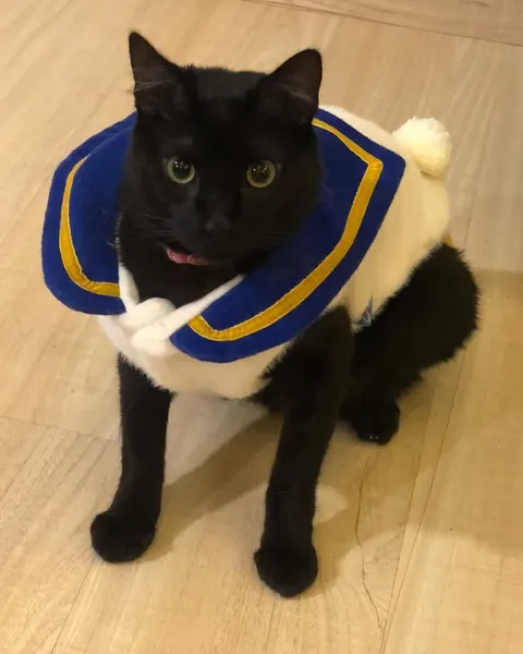 Animal, 마네키네코