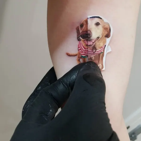 Animal
