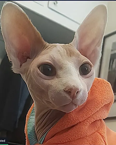 Animal