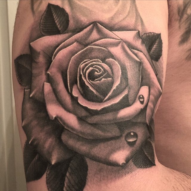Flower, Rose, Nature