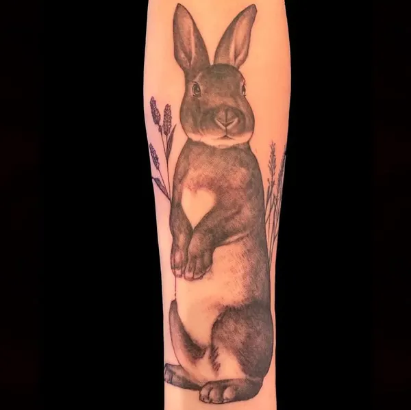 Animal, 토끼