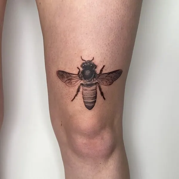 Animal, 벌