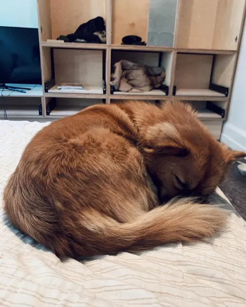 Animal, 곰