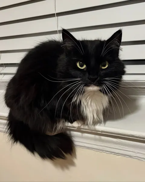 고양이, Animal