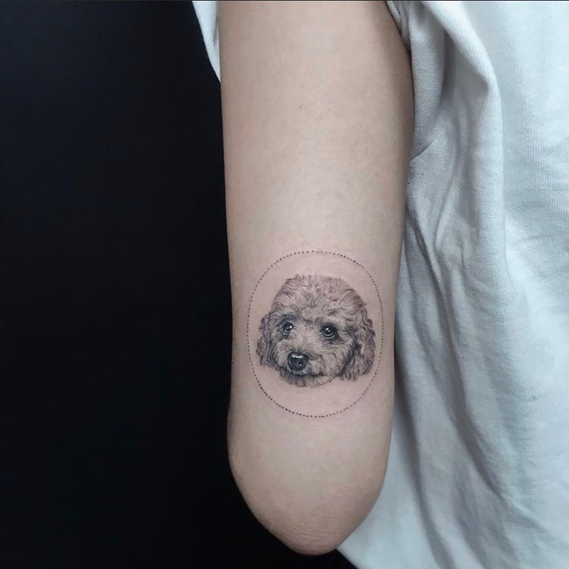 Animal, 음양, 판다