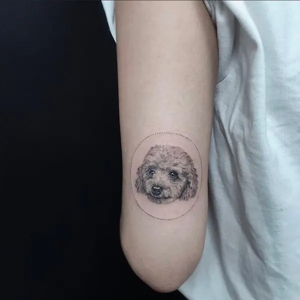 Animal, 음양, 판다