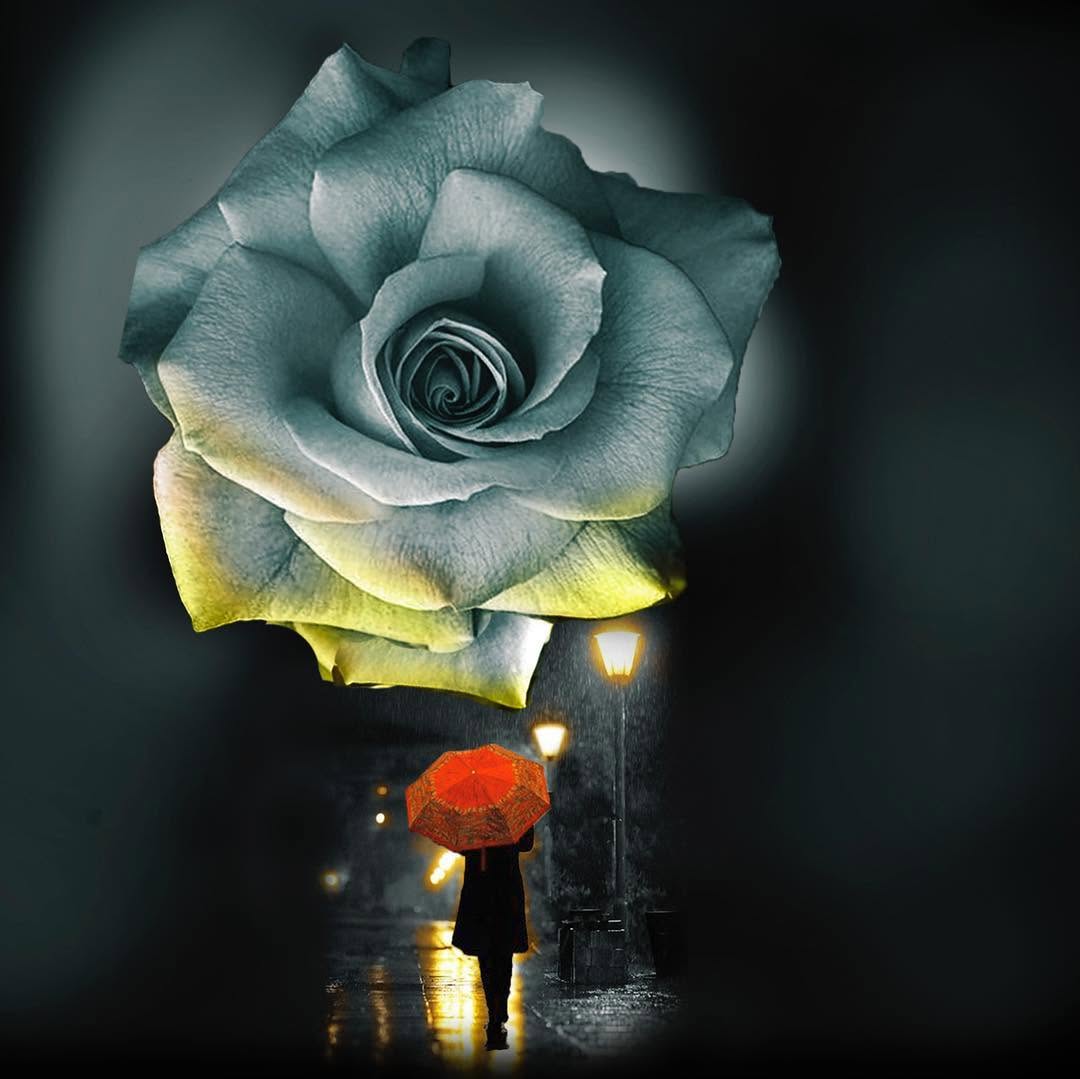 Flower, Rose