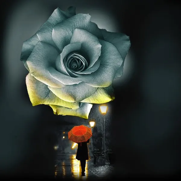 Flower, Rose