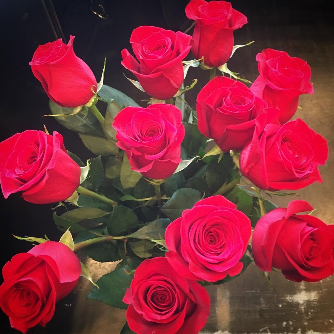 Rose, Nature, Flower