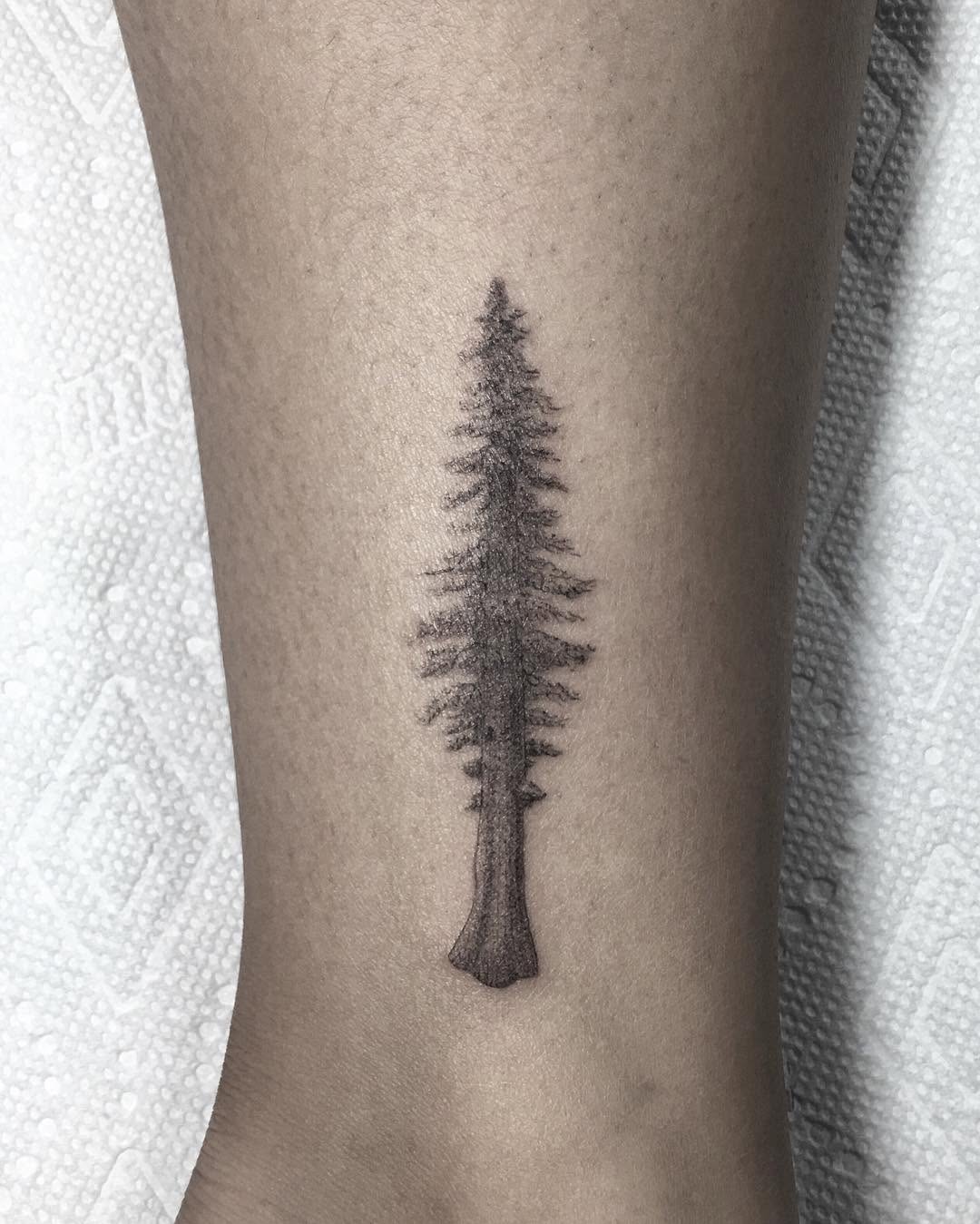 숲, Nature, 소나무, 고사리, 나뭇가지