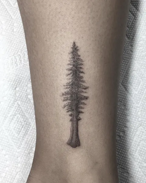 숲, Nature, 소나무, 고사리, 나뭇가지