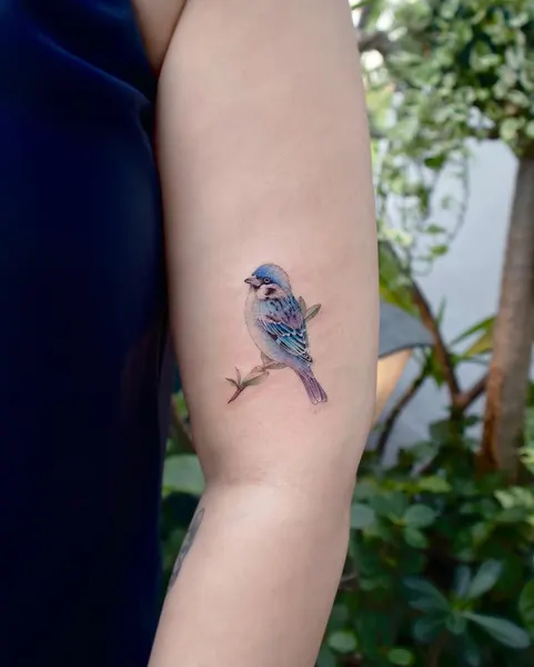Animal, 새, 공작, 제비, 참새, 비둘기, 앵무새, 벌새