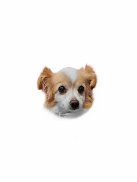 강아지, 반려동물, 반려동물 추모