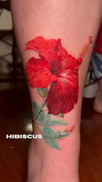 Flower, Nature, 히비스커스