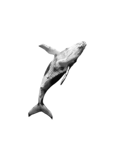 상어, 고래, 돌고래, 물고기, Animal, 함사